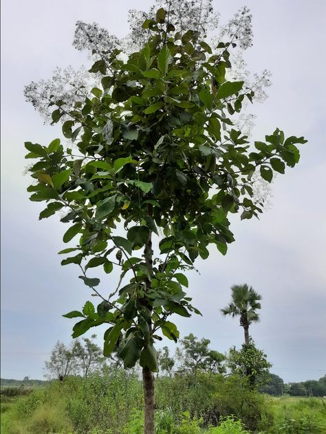 Teak (Tectona grandis) is a tropical hardwood tree species in the family Lamiaceae. It is a large, deciduous tree that occurs in mixed hardwood forests. Tectona grandis has small, fragrant white flowers arranged in dense clusters (panicles) at the end of the branches. These flowers contain both types of reproductive organs. The large, papery leaves of teak trees are often hairy on the lower surface. Teak wood has a leather-like smell when it is freshly milled. Native to south and southeast Asia Teak Tree, Ring Tattoo, Tree Species, Deciduous Trees, Tree Leaves, Flora And Fauna, Nature Aesthetic, Wren, Teak Wood