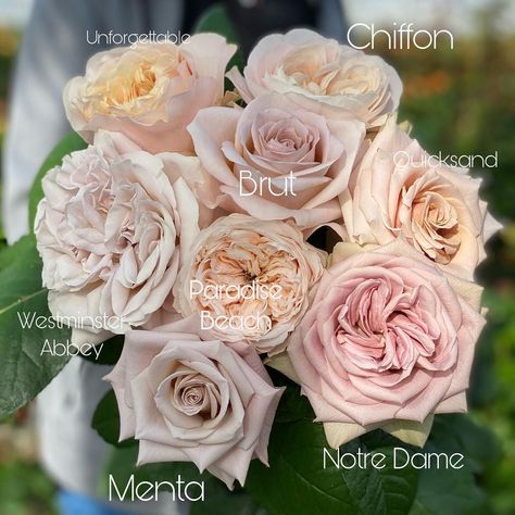 VipRoses on Instagram: “Have you already made your choice? 😉 #viproses #roses #wedding” Rose Varieties, Bridal Bouquet Flowers, Types Of Roses, Flowers Petals, Flowers Bouquet Gift, Rose Arrangements, Wedding Flower Inspiration, Wildflower Wedding, Deco Floral