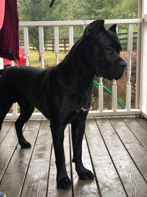 Full Black Doberman, Cane Corso Dog Black, Grey Cane Corso Dog, Came Corso Dog, Cane Corso Aesthetic, Pitbull Aesthetic, Chien Cane Corso, Tattoos Dog, Pet Anime