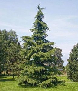 Cedrus deodara Leland Cypress Trees, Deodar Cedar, Leyland Cypress Trees, Pine Tree Drawing, Cedrus Deodara, Pakistan Images, Evergreen Landscape, Pine Tree Painting, Leyland Cypress