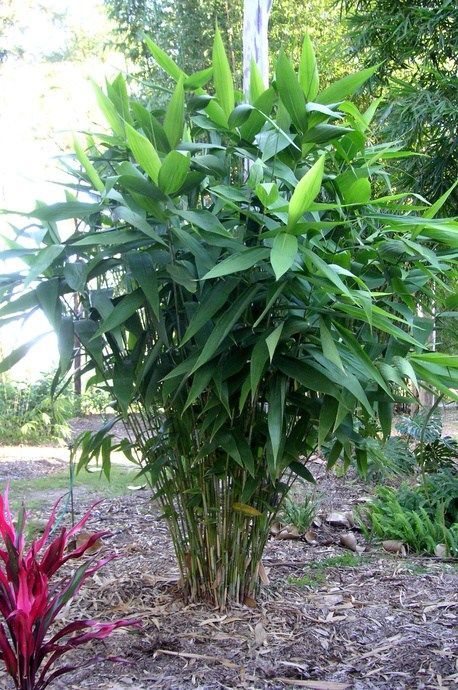 Bamboo "Tiger Grass" Tiger Grass, Screen Plants, Perennial Grasses, Tropical Backyard, Backyard Plants, Full Sun Plants, Grasses Landscaping, Landscape Design Plans, Sun Plants