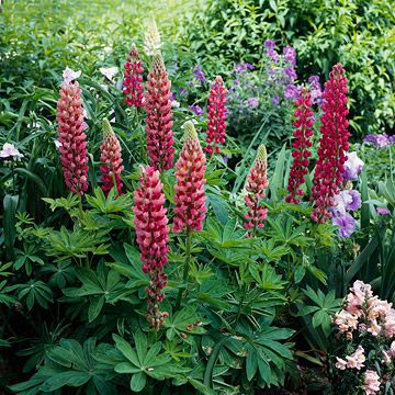 No-Fail Perennials of the Pacific Northwest - Add these old-fashioned favorites to your yard; they're among the easiest perennials you can grow. Pnw Garden, Pacific Northwest Garden, Landscape Ideas Front Yard Curb Appeal, Easy Backyard Diy, Landscape Ideas Front Yard, Northwest Garden, Easy Perennials, Landscaping Around Trees, Fall Garden Vegetables