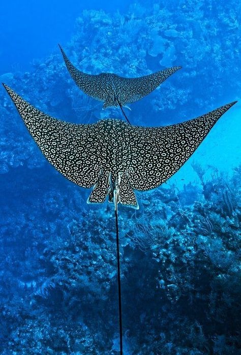 Spotted Eagle Ray, Alfabet Font, Creature Marine, Eagle Ray, Fauna Marina, Beautiful Sea Creatures, Water Animals, Aquatic Animals, Arte Inspo