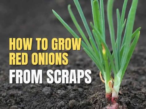 How To Regrow Onions, How To Grow Red Onions, Grow Red Onions, Onion Garden, Fruit Growing, Grafting Plants, Arizona Gardening, Recipes Salads, Planting Guide