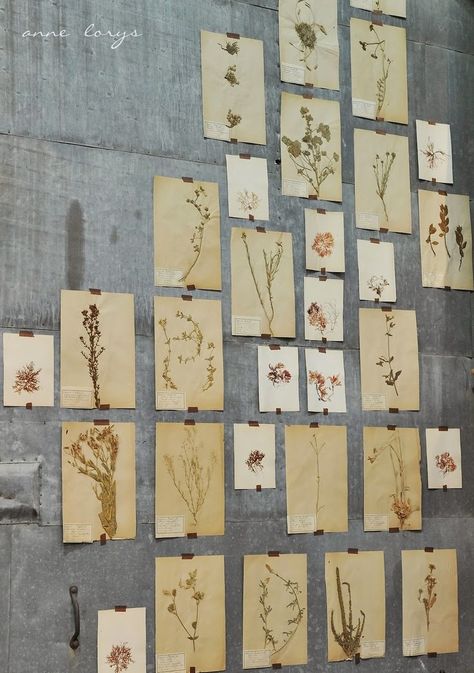 #85 Botanicals ~ Ways to Display http://bricolage-julier.blogspot.com Deco Pastel, Pressed Botanicals, Decor Studio, Arte Obscura, Botanical Drawings, Arte Floral, Vintage Botanical, Handmade Home, Botanical Illustration