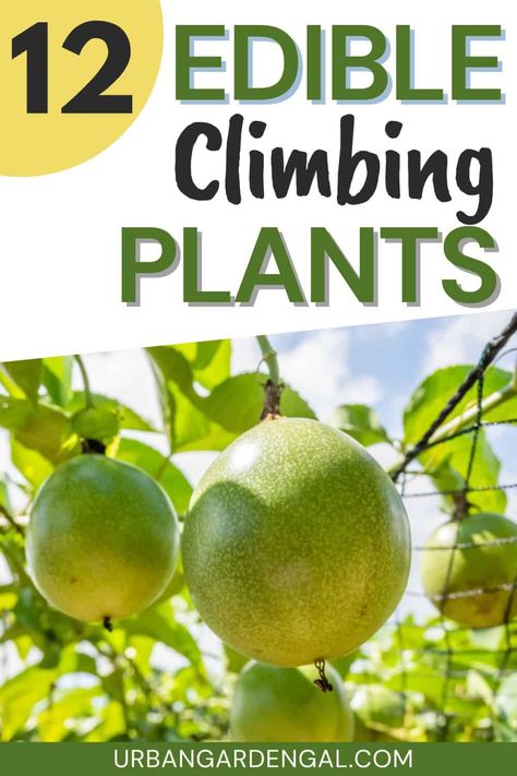 Edible climbing vines are ideal for small urban gardens because they can be grown vertically to maximize your garden space. These versatile and visually stunning plants not only beautify your outdoor space but also offer a bounty of delicious fruits and vegetables. In this article I'll share 12 climbing edible vines to grow in your garden so you can harvest your own fresh produce at home. Growing Strawberries Vertically, Fruit Trees In Containers, Vine Fruit, Pumpkin Varieties, Small Urban Garden, Vine Trellis, Leaf Vegetable, Urban Gardens, Cucumber Plant