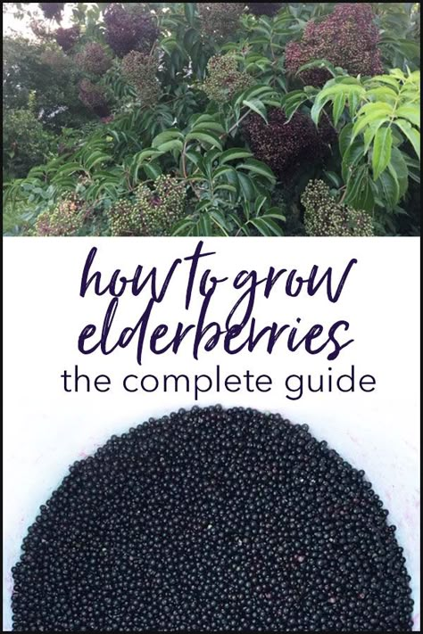 How to Grow Elderberries - The Complete Guide: Growing elderberry trees for their edible and medicinal berries and flowers is surprisingly easy. Here's a step-by-step guide to show you how. #tyrantfarms #growyourown #elderberry #growingelderberry Growing Elderberry, Elderberry Growing, Elderberry Tree, Elderberry Plant, Elderberry Bush, Zoo Inspiration, Boat Model, Crochet Fun, Edible Landscaping