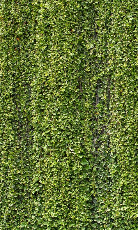 Wallpaper murals are among the most transformative of wall décor choices. Sold in panels that are arranged on the wall, wallpaper murals feature large-scale imagery that completely dramatizes and renovates the space. Thanks to its high-quality printing process, you can get that picture perfect photorealistic look right Creeper Wall, Greenery Texture, Creeper Plants, Concrete Wall Design, Green Wall Plants, Greenery Background, Psd Texture, Transitional Wallpaper, Textures Murales