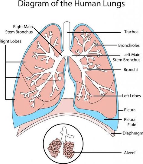 You can clearly understand by observing the Lung diagram in this post.We are providing simple lungs diagram for quick drawing the diagram. You can also download lungs image that are given in the post. Lung anatomy diagram or Simple lungs diagram with label are also mentioned below. Lungs Diagram, Human Heart Diagram, Pharmacy Images, Lungs Drawing, Respiratory System Anatomy, Human Body Vocabulary, Human Body Diagram, Science Exhibition Projects, Human Respiratory System