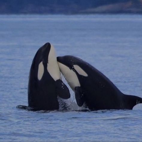 Killer Whale Aesthetic, Whale Aesthetic, Profile Picture Cute, Cute Orca, Orca Art, Just Yourself, Whale Pictures, Free Willy, Big Whale