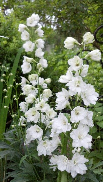 White Delphinium Delphinium White, White Delphinium, Cut Garden, Delphinium Flowers, Flower Types, James 4, White Garden, Flower Landscape, Cutting Garden