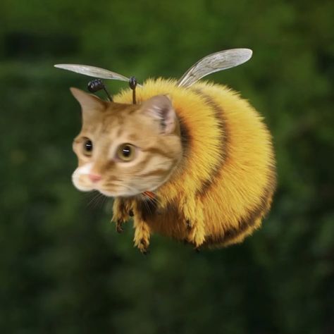 Bee Anime Art, Yellow Pfp, Cat Bee, Silly Cats Pictures, Silly Animals, صور مضحكة, Funny Cute Cats, Silly Cats, Cute Little Animals