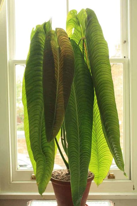 Interesting House Plants, Rare House Plants, Plant Goals, Inside Plants, Hotel Booking, Plant Aesthetic, House Plants Decor, Unique Plants, Cactus Y Suculentas