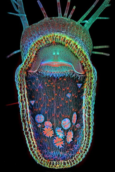 It's a humped bladderwort. What else do you need to know? Video chat about it at https://createamixer.com/ Scanning Electron Microscope Images, Electron Microscope Images, Scanning Electron Microscope, Foto Macro, Microscopic Photography, Micro Photography, Photo Macro, Microscopic Images, Electron Microscope