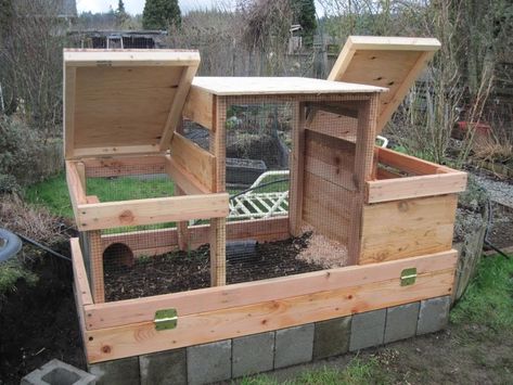 Quail Coop Ideas, Quail Hutch, Quail Pen, Quail House, Button Quail, Quail Coop, Hutch Ideas, Raising Quail, Quail Hunting