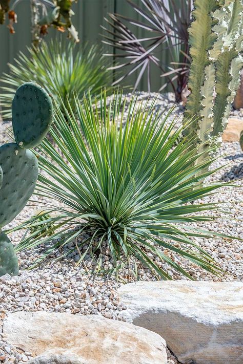 Palm Springs Front Yard, Pergola Landscape, Palm Springs Backyard, Palm Springs Landscaping, Palm Springs Garden, Dry Landscape, Yucca Rostrata, Pebble Garden, Central Courtyard