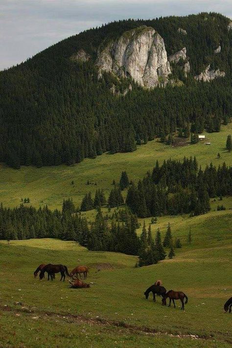 Notion Script Template, Script Template, Horses Grazing, Pola Kartu, Nature Aesthetic, Pretty Places, Mountain Landscape, Travel Aesthetic, Mother Earth