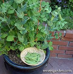 Vegetables | Container variety sampler | Renee's Garden Seeds Snap Pea Trellis, Snap Peas Garden, Pea Trellis, Growing Peas, Best Vegetables, Pea Plant, Veg Garden, Sugar Snap Peas, Snap Peas