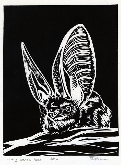 Long eared bat linocut Long Eared Bat, Linocut, Bat