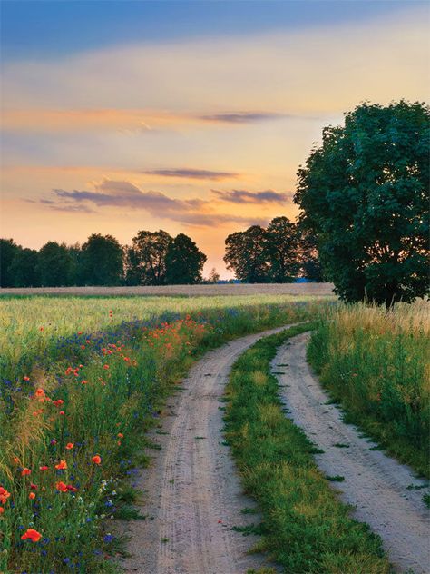 Name -Country Road Printed Photography Backdrop SKU - CP-7892 Path Photography, Farm Backdrop, Portable Backdrop, Paper Backdrop, Rural Scenes, Vinyl Backdrops, Dirt Road, Printed Backdrops, Studio Setup