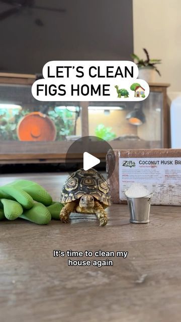 Chas | Plants and Pets 🪴🐾 on Instagram: "Watch Fig take housekeeping to a whole new level with @zillarules Coconut Husk Brick! 🐢🥥 AD | Sponsored

We change Figs bedding once a month & deep clean every 6 months!

Coconut husk is clean, natural, and cozy, it’s the perfect choice for a tortoise habitat! #ZillaPartner #RepYourself
.
.
.
.
.
.
.
#tortoiselover #reptilemom #reptilesofinstagram #exoticreptiles #reptilesofinsta #tortoiseenclosure #petreptile #cutepetsofinstagram #petcare" Pet Tortoise Habitat, Tortoise Table Indoor Diy, Baby Tortoise Habitat Indoor, Diy Tortoise Hide, Sulcata Tortoise Habitat Indoor, Box Turtle Habitat Indoor, Diy Tortoise Habitat Indoor, Tortoise Habitat Indoor, Tortoise Enclosure Indoor