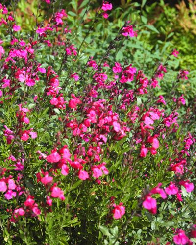 Autumn sage (Salvia greggii) - Neil Sperry's GARDENS Autumn Sage Plants, Ranch Landscaping, Salvia Greggii, Autumn Sage, Pool Plants, Texas Plants, Texas Native Plants, Sage Plant, Backyard Plants