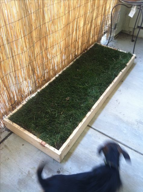 Homemade grass patch for pets!! Perfect for apartment living, especially if your not on the ground floor! Only takes a few pieces of wood, some seed starter and some grass! Dog Grass Patch, Dog Potty Patch, Pasto Natural, Backyard Dog Area, Dog Potty Area, Dog Backyard, Dog Barrier, Diy Wedding Table, Dog Yard