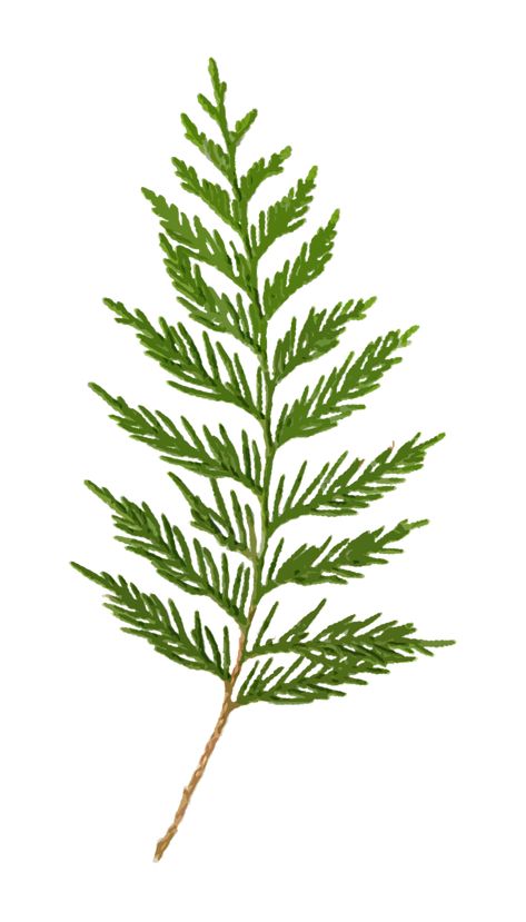 Cedar Clipart Clip-Art - Free photo on Pixabay Cedar Plant, Hand Tattoos For Women, Leaf Images, Leaf Drawing, Nail Tattoo, Plant Drawing, Painted Leaves, Body Mods, Free Clip Art