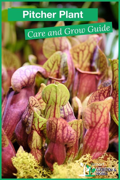 Carnivorous House Plants, Bog Garden Ideas Carnivorous Plants, Pitcher Plant Terrarium, Pitcher Plant Care, Carnivorous Plants Care, Carnivore Plants, Venus Fly Trap Terrarium, Purple Pitcher Plant, Venus Fly Trap Care