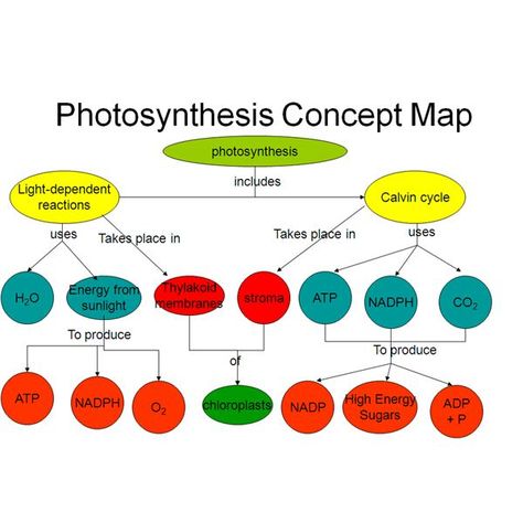 Easy Method for Making a Photosynthesis Concept Map with Example Biology Basics, Botany Notes, Botanical Academia, Science Template, Photosynthesis Activities, Concept Mapping, Science Subject, Cell Energy, Photosynthesis And Cellular Respiration