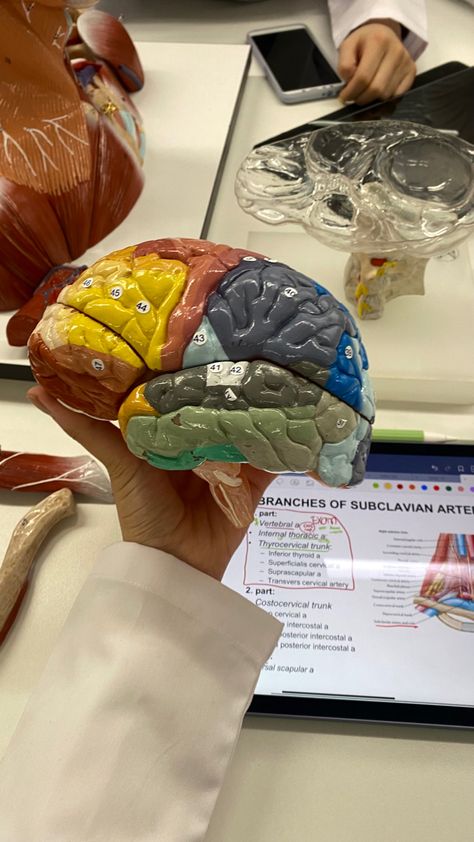 Neuro Doctor Aesthetic, Anatomy Student Aesthetic, Studying Medical Aesthetic, Psyd Student Aesthetic, Vision Board Ideas Medicine, Physio Student Aesthetic, Neuropsychiatry Aesthetic, Neurotechnology Aesthetic, Anatomy Lab Aesthetic