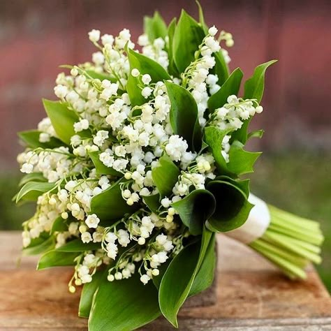 Lily Of The Valley Bridal Bouquet, Lily Of The Valley Wedding Bouquet, Lily Of The Valley Bouquet, Lily Bridal Bouquet, Small Wedding Bouquets, Bridal Bouquet Flowers, Lily Bouquet, Bouquet Arrangements, White Bouquet