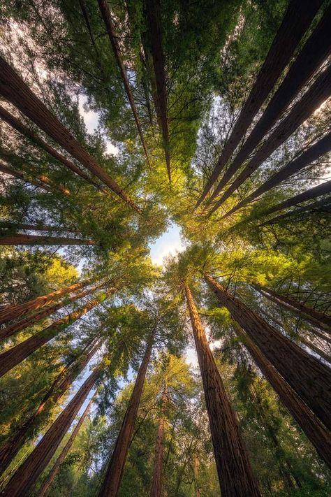 Tree Therapy, Redwood Tree, Scenery Pictures, Redwood Forest, Dark Phone Wallpapers, Pretty Landscapes, Tree Photography, Forest Photography, Body And Mind