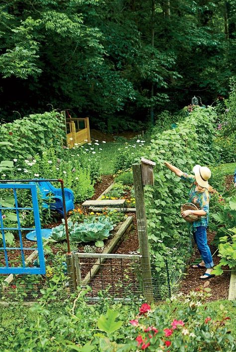 North Carolina Gardening Vegetables, Virginia Vegetable Garden, Vegetable Garden Photos, Vegetable Garden Pictures, North Florida Garden, Natural Vegetable Garden, Woodland Vegetable Garden, Home Fruit And Vegetable Garden, Louisiana Vegetable Garden