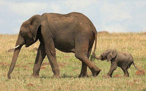 Mommy and baby elephant tattoo idea Baby Elephant Pictures, Elephant Facts, Elephants Never Forget, Photo Animaliere, Happy Elephant, Elephant Pictures, Save The Elephants, Elephant Love, Work With Animals