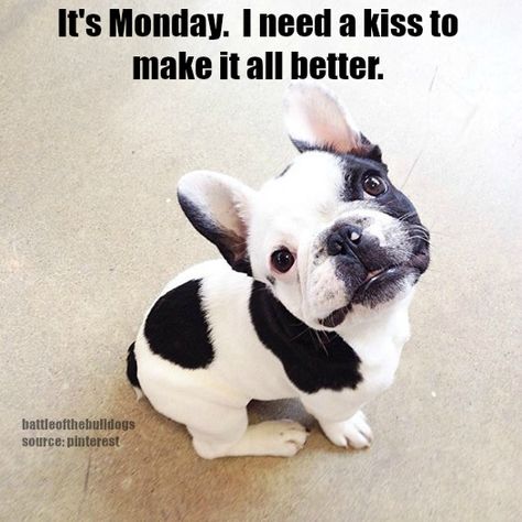 It's Monday.  I need a kiss to make it all better. Bulldog Francese, 강아지 그림, French Bulldog Puppies, Bulldog Puppies, Cute Creatures, Goldendoodle, 귀여운 동물, Mans Best Friend, Bull Terrier