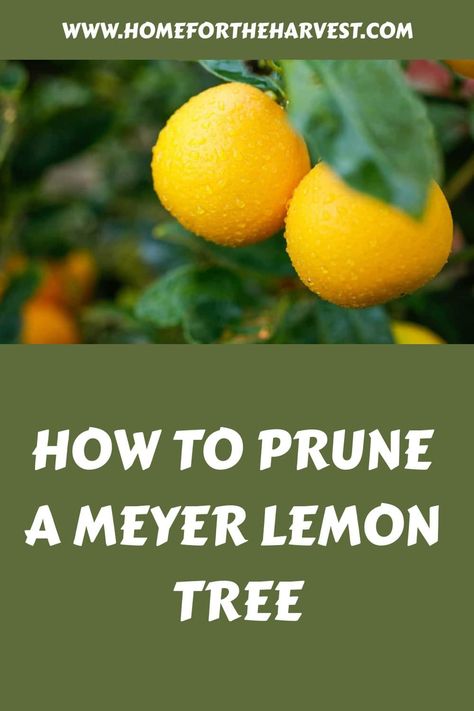 How to prune a Meyer lemon tree How To Prune A Lemon Tree, Pruning Lemon Trees, Meyer Lemon Tree Potted, Lemon Tree Potted Care, Prune Lemon Tree, Meyer Lemon Tree Care, Mini Lemon Tree, Growing Lemons, Lemon Tree Potted