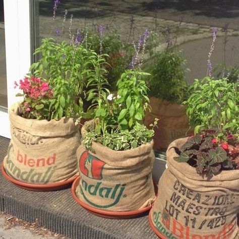 30 Cool Burlap Projects for the Garden | Balcony Garden Web Coffee Bag Crafts, Coffee Bean Sacks, Burlap Coffee Bags, Indoor Vegetables, Coffee Sacks, Burlap Projects, Upcycle Garden, Indoor Vegetable Gardening, Burlap Sacks