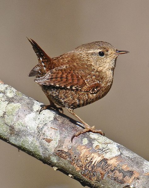 Winter Wren --Vicki's Backyard--Woodstock, Georgia | by davidcreebirder Winter Wren, Vogel Gif, Kinds Of Birds, Airbrush Art, Backyard Birds, All Birds, Bird Pictures, Pretty Birds, Bird Photo