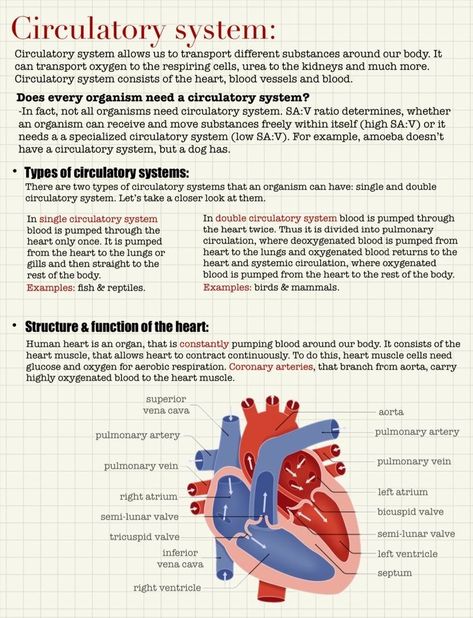 The Human Circulatory System, Biology Circulatory System, Heart Physiology Notes, Biology Circulatory System Notes, Anatomy Of Heart Notes, Human Circulatory System Notes, Heart Study Notes, Human Heart Notes, Cardiovascular System Notes Aesthetic