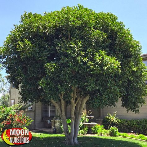 Ficus Rubiginosa: Also known by the common name, Rusty Leaf Fig, Evergreen Trees For Privacy, Mediterranean Garden Design, Trees For Front Yard, Backyard Trees, Backyard Dreams, Backyard Pool Landscaping, Mediterranean Garden, Shade Trees, Evergreen Trees