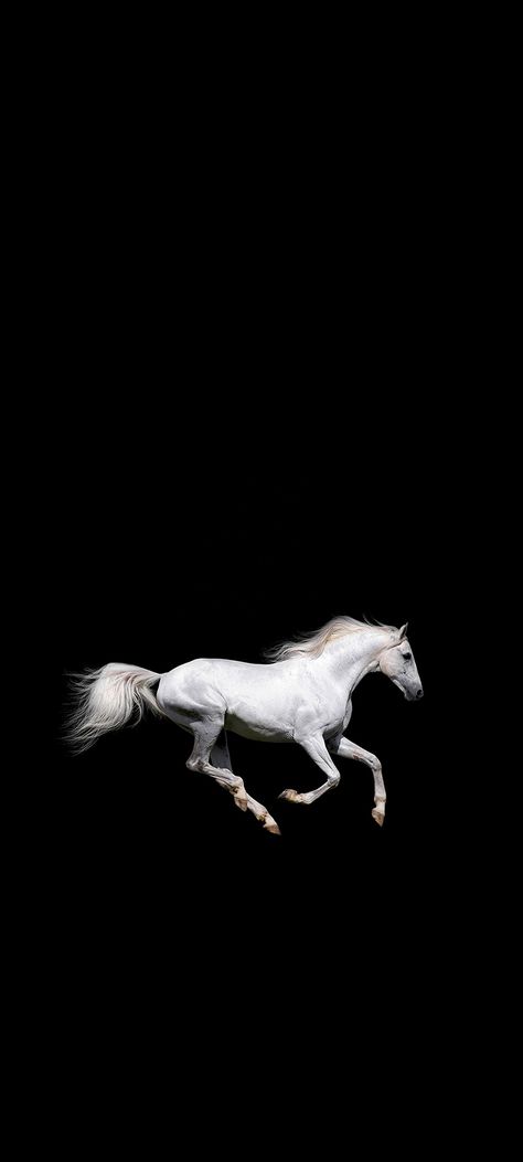 Horses are the furious animal alive. They are fearless, can stand for you anywhere they are asked to. White Horse Wallpaper Iphone, White Horse Wallpaper, Horse Illustration, Horse Wallpaper, Apple Wallpaper Iphone, Apple Wallpaper, Horse Photography, White Horse, Lock Screen