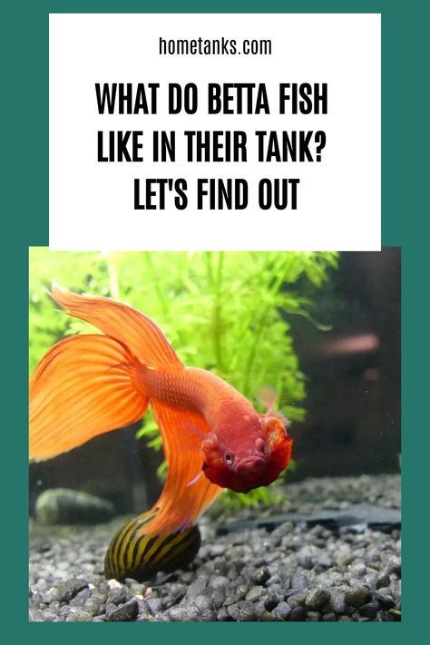 One of the most important things you can do for your betta fish is to provide them with environmental enrichment. Read through this article to know what you need to create the perfect environment for betta fish. #bettafish #aquariumfish #freshwaterfish What Fish Can Live With Bettas, Community Fish Tank, Betta Care, The Perfect Life, Betta Aquarium, Betta Fish Care, Cleaning Fish, Betta Tank, Beta Fish