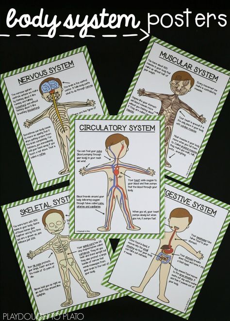 Human Body Systems Laboratory Classroom, Science Tools Activities, Human Body Systems Activities, Body Systems Activities, Body Systems Project, Human Body Lesson, Human Body Unit Study, Body Preschool, Human Body Activities