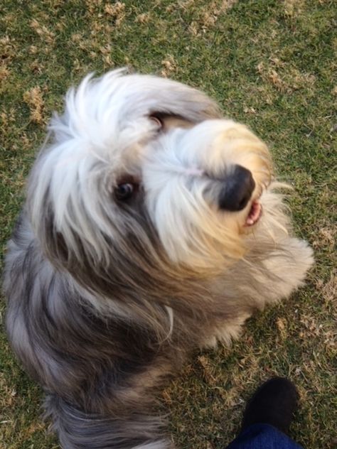 Bearded Collie Puppies, Dog Breeds Pictures, Every Dog Breed, Collie Puppies, Dog Best Friend, Bearded Collie, Border Collie Dog, English Sheepdog, Adorable Dogs