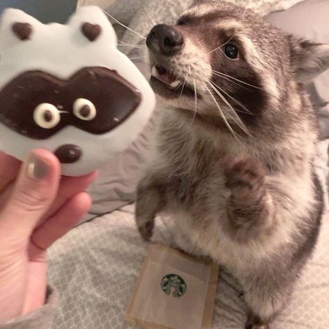 Japanese Raccoon Dog, Pet Raccoon, Raccoon Dog, Cute Raccoon, Raccoon Funny, Pure Happiness, Trash Panda, Sugar Glider, Silly Animals