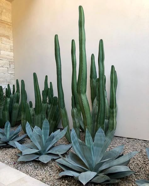 Az Landscape Backyard, Snake Plants Front Yard, Snake Plant Front Yard, Succulents Front Yard Landscaping, Cactus In Front Of House, Florida Xeriscape Ideas, Modern Cactus Landscaping, Front Yard Cactus Landscaping, Mexican Fence Post Cactus Landscape