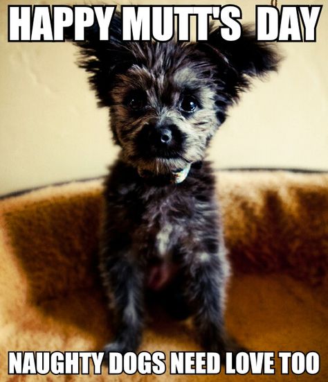 Happy Mutt's Day Give your dog a bone! National Mutt Day, December 2nd, Designer Dogs, Happy December, Yorkie Poo, Pet Stores, Public Desire, 12 December, Puppy Mills