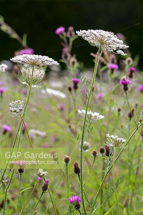 Wild Carrot, Daucus carota Wild Carrot Flower, Garden Painting Art, Wild Carrot, Carrot Flowers, Wild Grasses, Perennial Grasses, Daucus Carota, Garden Insects, Landscape Concept