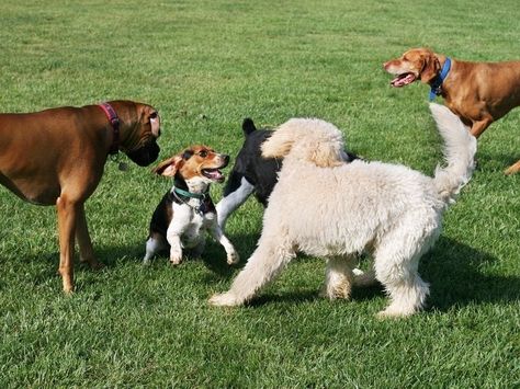 Woofstock 90210, A Festival For Pets, Returns To Beverly Hills | Beverly Hills, CA Patch Dog Park Etiquette, Dog Coughing, Dog Illnesses, Socializing Dogs, National Pet Day, Pet Day, Different Dogs, Dog Runs, Animal Hospital